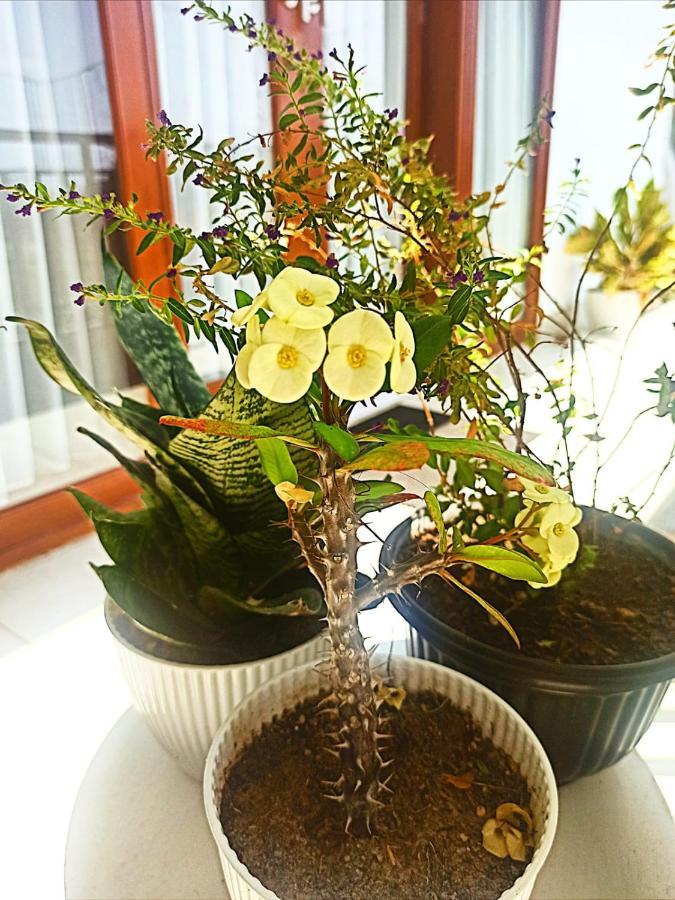 Kerobokan Loka Anyar Guest House מראה חיצוני תמונה